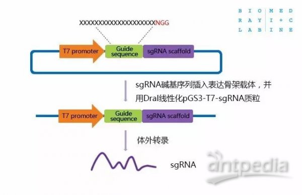 基因编辑鼠sgrna表达载体构建