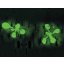 耶拿 UVP iBOX Scientia 900  动植物多重活体成像系统 小动物活体成像