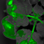 耶拿 UVP iBOX Scientia 900  动植物多重活体成像系统 植物活体成像