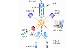 流式細(xì)胞儀原理示意圖-1