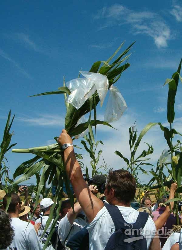 Uprooted. French protestors uproot a crop of GM maize in 2004.