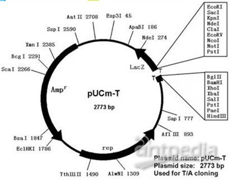 pUCm-T质粒图谱和序列