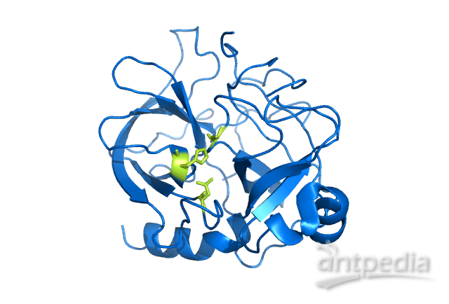丝氨酸蛋白酶
