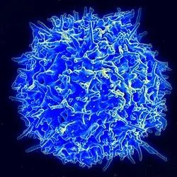 初始T细胞(图1)