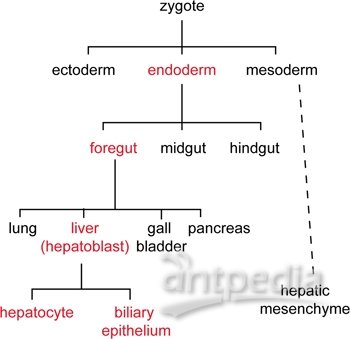 细胞谱系(图1)