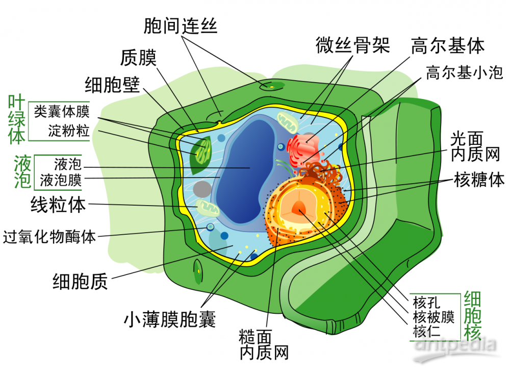 植物细胞学(图1)