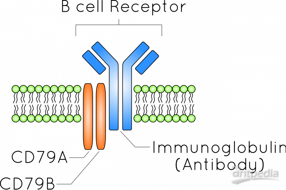 B细胞受体(图1)