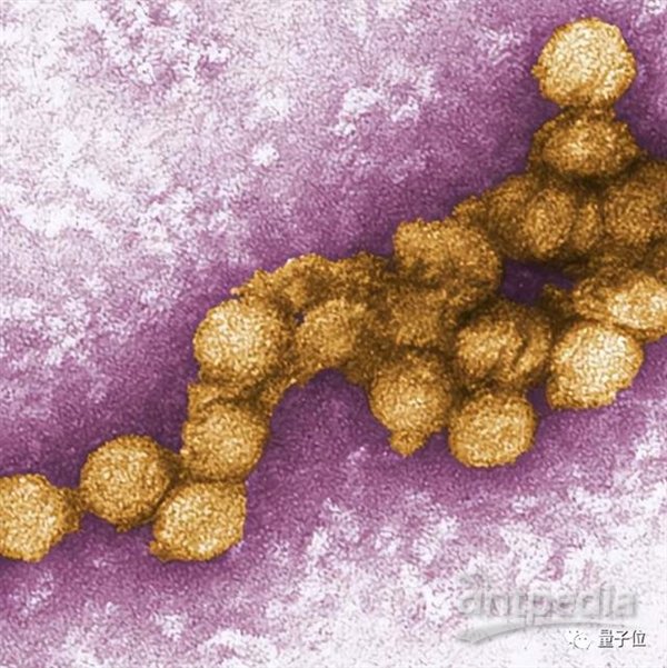 蚊子变疫苗：中科院新研究可以从源头抑制新发传染病