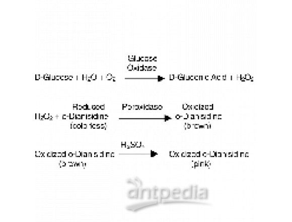 葡萄糖氧化酶 来源于黑曲霉