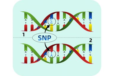 SNP基因分型碧云天 技术服务询价单