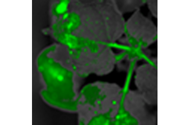 耶拿 UVP iBOX Scientia 900 动植物多重活体成像系统 植物抗逆性研究
