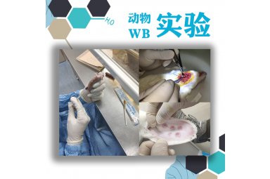 动物实验外包/生物实验外包/WB实验/免疫组织/病理切片/组织染色