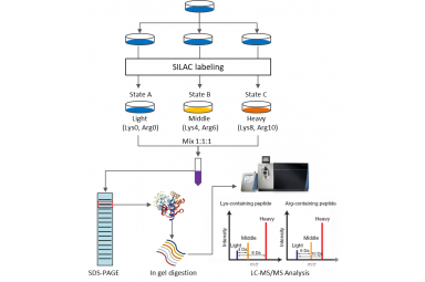 SILAC 蛋白质组学技术
