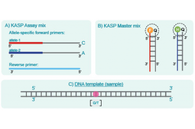 KASP基因分型