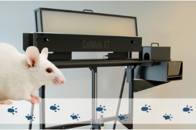 CatWalk XT动物步态分析系统-步态分析方法
