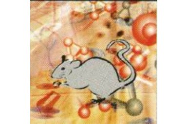 大鼠神经生物学芯片