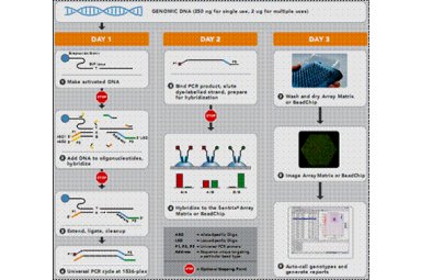 Illumina SNP基因分型检测