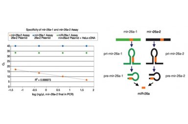 ABI pri-miRNA定量检测