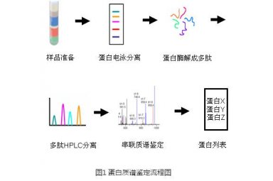 蛋白质及多肽质谱鉴定