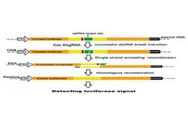 构建CAS9/sgRNA载体胞内活性检测