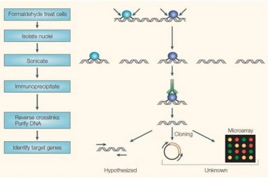 RNA结合蛋白免疫沉淀RIP