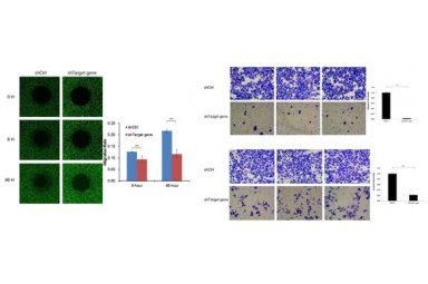 肿瘤新药靶IncRNA双细胞研究方案