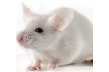 小鼠单克隆抗体定制服务