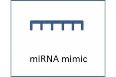 miRNA mimics