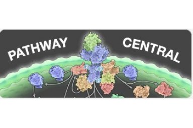 胰岛素信号通路PCR芯片Insulin Signaling Pathway PCR Array