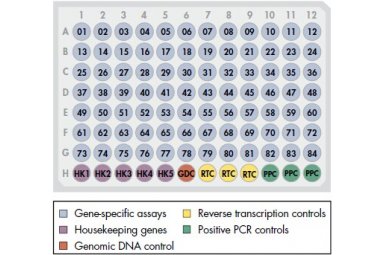 癌信号通路发现者lncRNA PCR芯片（人）RT2 lncRNA PCR Array Human Cancer PathwayFinder