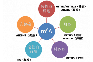 m6A RNA甲基化测序