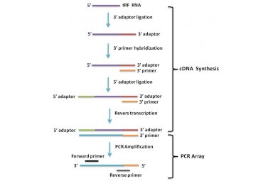 Mouse tRFs PCR array