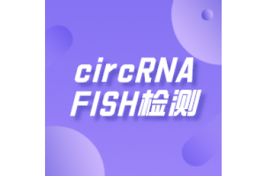 circRNA FISH检测