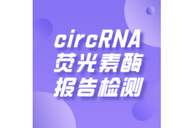 circRNA荧光素酶报告检测