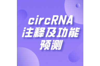 circRNA注释及功能预测