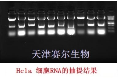 总RNA提取技术服务