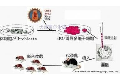 干细胞诱导分化服务 天津赛尔生物