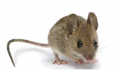 鼠抗体测序服务