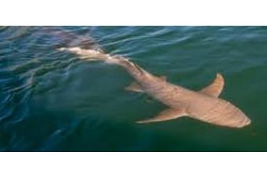 鲨单克隆抗体制备服务