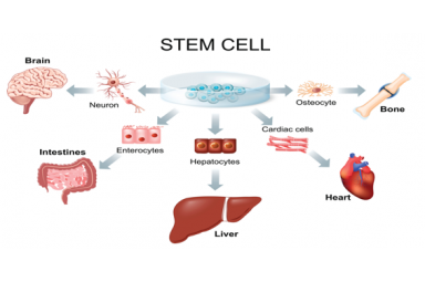 干细胞质量检测