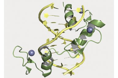 植物锌指核酸酶（ZFNs）基因编辑