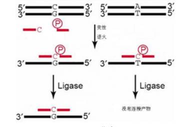 高质量PCR-LDR SNP分型检测技术