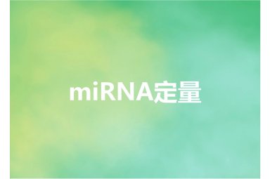 miRNA定量
