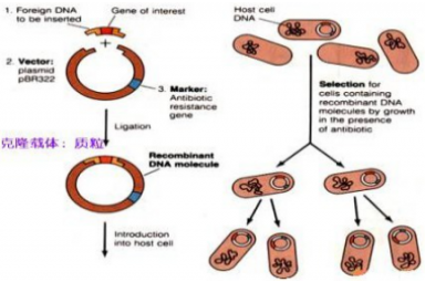 基因克隆/载体构建-基因克隆的载体