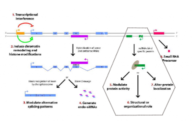 lncRNA整体研究方案-制定研究方案