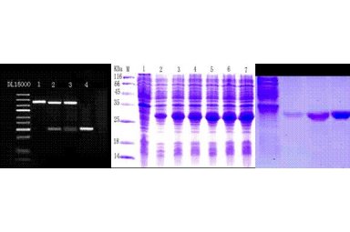 蛋白质表达和功能实验-蛋白质的功能性质实验报告