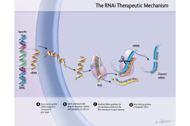 RNA干扰实验-干扰实验实验报告结果分析