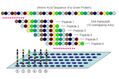 测相互作用蛋白的结合域定位