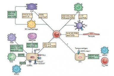 肿瘤免疫流式细胞因子检测