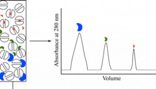 蛋白质纯度分析（分子筛/反相色谱）